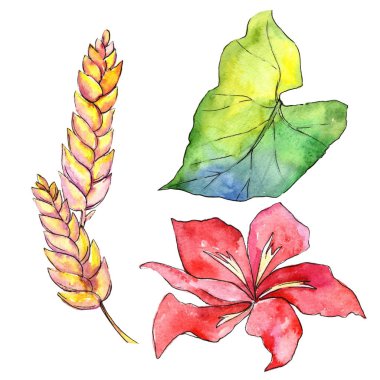 Bir suluboya tarzında izole tropikal bitki.