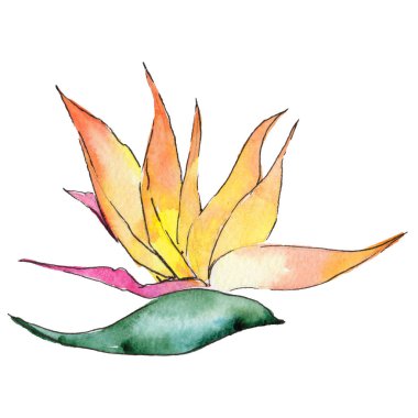 Bir suluboya tarzında izole tropikal Hawaii bitki.