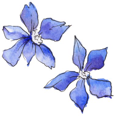 Bir suluboya tarzında izole tropikal Hawaii bitki.