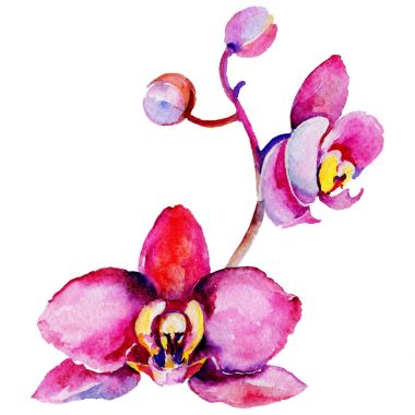 Kır çiçeği orkide çiçek izole bir suluboya tarzında.