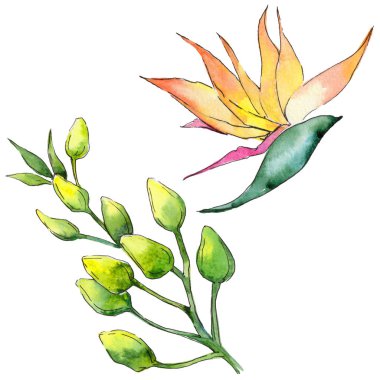 Bir suluboya tarzında izole tropikal Hawaii bitki.