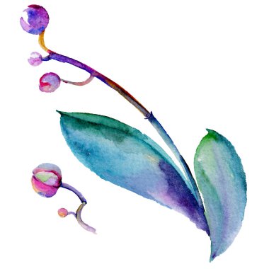 Kır çiçeği orkide çiçek izole bir suluboya tarzında.