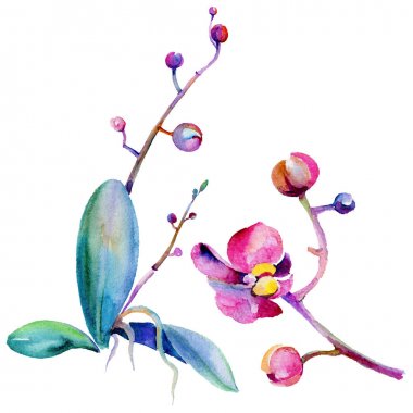 Kır çiçeği orkide çiçek izole bir suluboya tarzında.