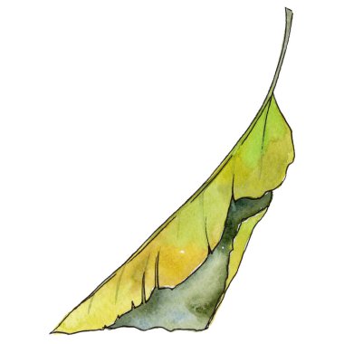 Tropikal Hawaii izole bir suluboya tarzında bırakır.