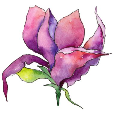 Bir suluboya tarzında izole tropikal Hawaii bitki.