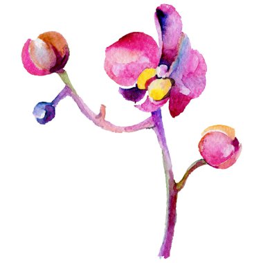 Kır çiçeği orkide çiçek izole bir suluboya tarzında.