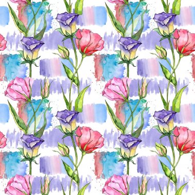 Kır çiçeği eustoma çiçek izole bir suluboya tarzında.