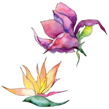 Bir suluboya tarzında izole tropikal Hawaii bitki.