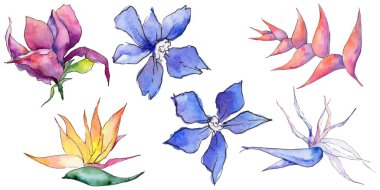 Bir suluboya tarzında izole tropikal Hawaii bitki.