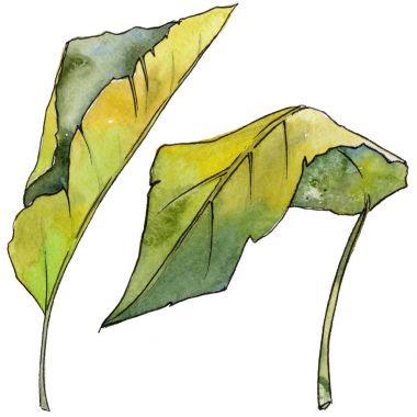 Tropikal Hawaii izole bir suluboya tarzında bırakır.