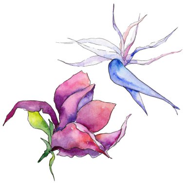 Bir suluboya tarzında izole tropikal Hawaii bitki.