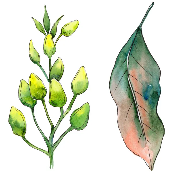 Tropikal Hawaii izole bir suluboya tarzında bırakır.