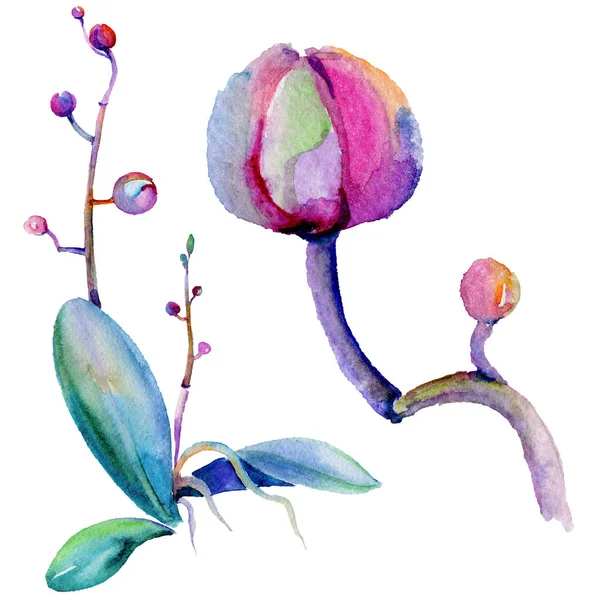 Kır çiçeği orkide çiçek izole bir suluboya tarzında.