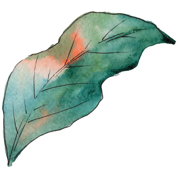 Tropikal Hawaii izole bir suluboya tarzında bırakır.