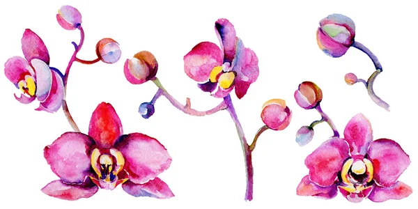 Kır çiçeği orkide çiçek izole bir suluboya tarzında.