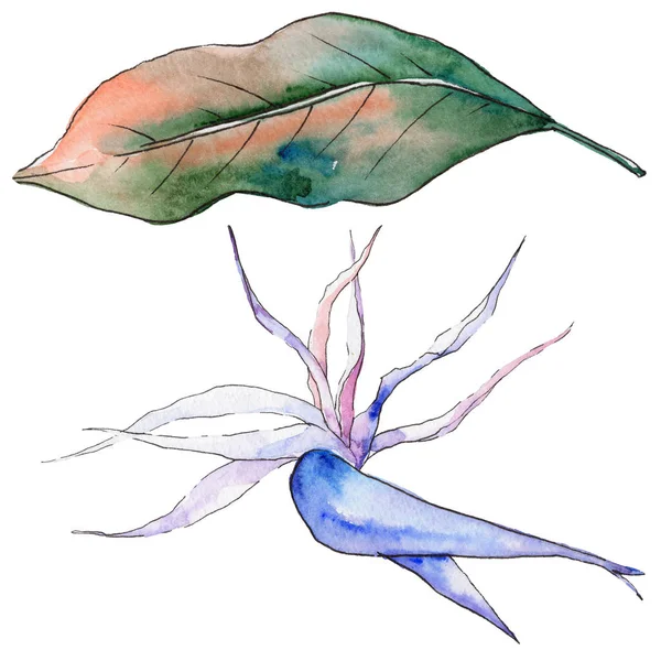 Tropikal Hawaii izole bir suluboya tarzında bırakır.