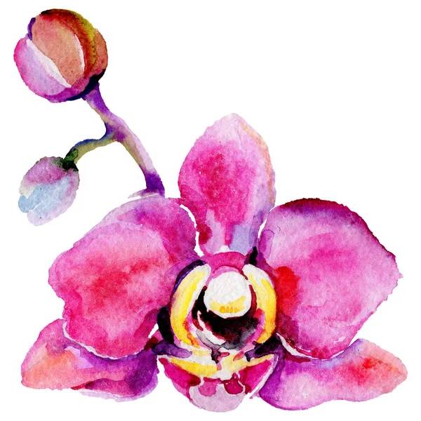 Wildflower Orchidea kwiat w stylu przypominającym akwarele na białym tle. — Zdjęcie stockowe