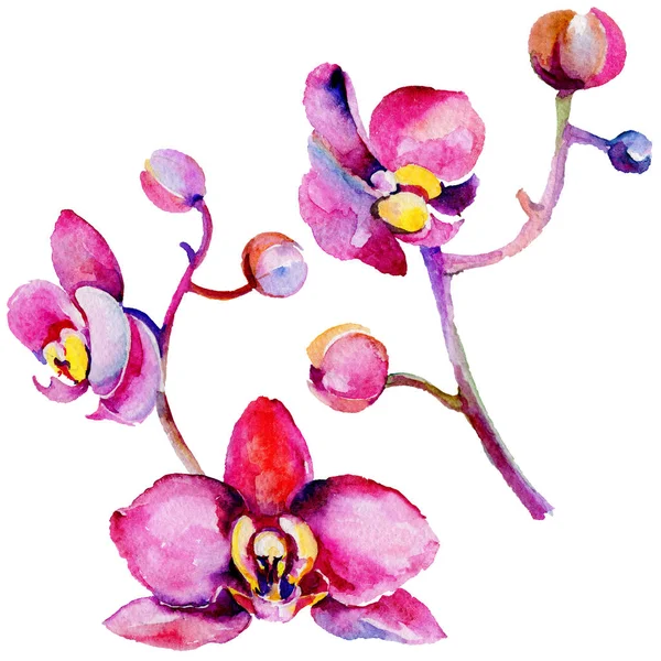 Kır çiçeği orkide çiçek izole bir suluboya tarzında.