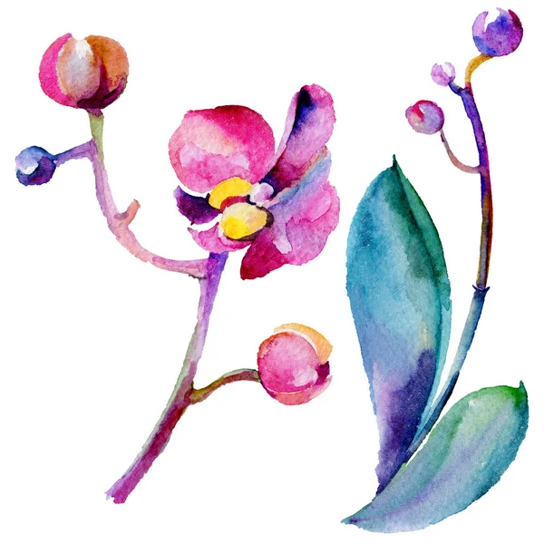 Kır çiçeği orkide çiçek izole bir suluboya tarzında.