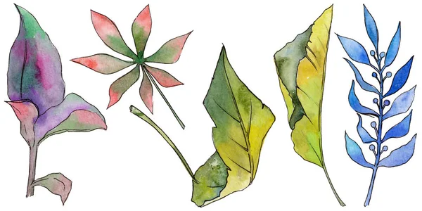 Tropikal Hawaii izole bir suluboya tarzında bırakır.