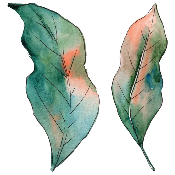 Tropikal Hawaii izole bir suluboya tarzında bırakır.