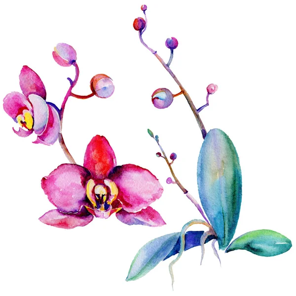Kır çiçeği orkide çiçek izole bir suluboya tarzında.