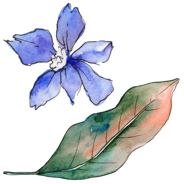 Bir suluboya tarzında izole tropikal Hawaii bitki.