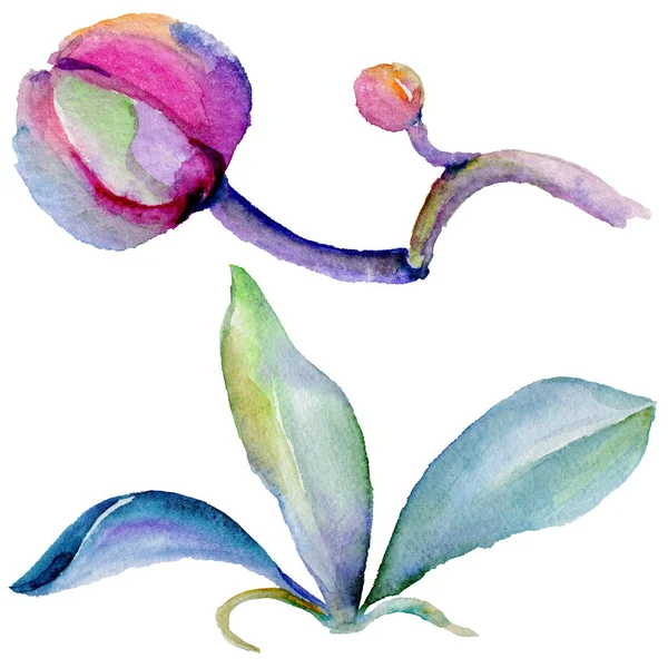 Kır çiçeği orkide çiçek izole bir suluboya tarzında.