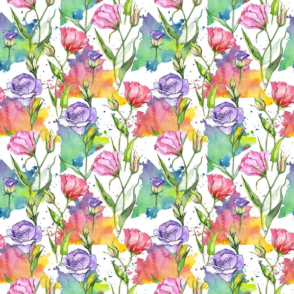 Kır çiçeği eustoma çiçek izole bir suluboya tarzında.