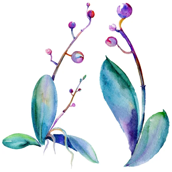 Kır çiçeği orkide çiçek izole bir suluboya tarzında.