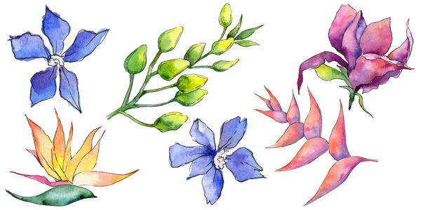 Bir suluboya tarzında izole tropikal Hawaii bitki.