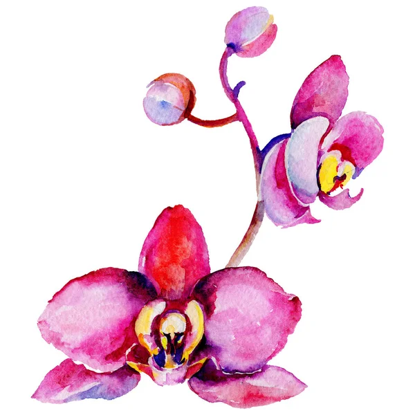Kır çiçeği orkide çiçek izole bir suluboya tarzında.