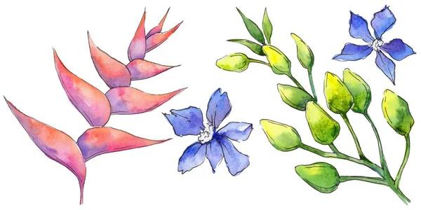 Bir suluboya tarzında izole tropikal Hawaii bitki.