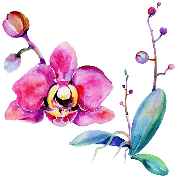 Kır çiçeği orkide çiçek izole bir suluboya tarzında.