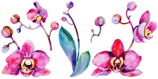 Flor de orquídea silvestre em um estilo aquarela isolado . — Fotografia de Stock