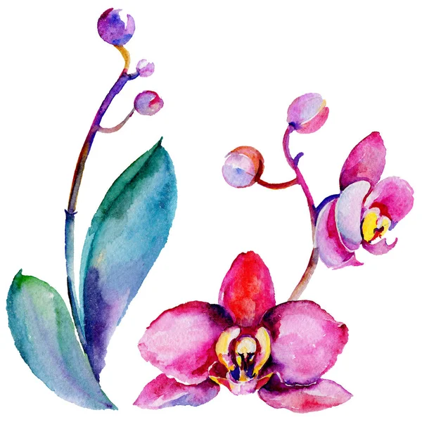 Fiore di orchidea di fiori selvatici in uno stile ad acquerello isolato . — Foto Stock