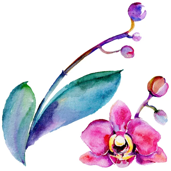 Flor de orquídea silvestre em um estilo aquarela isolado . — Fotografia de Stock