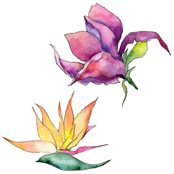 Bir suluboya tarzında izole tropikal Hawaii bitki.