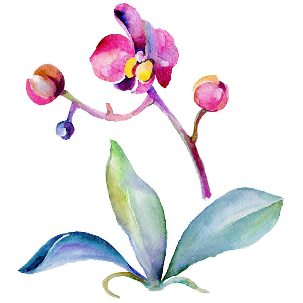 Wildflower orchid flower in a watercolor style isolated.