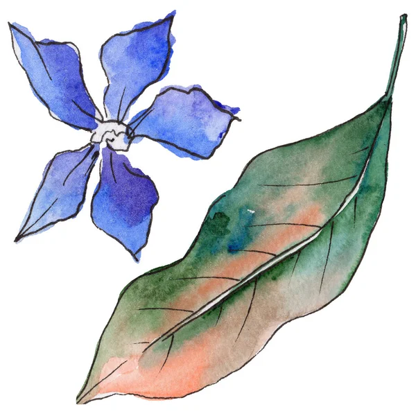 Bir suluboya tarzında izole tropikal Hawaii bitki.