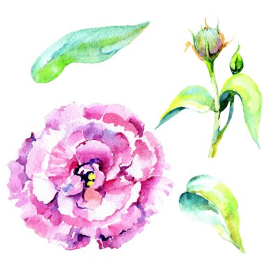 Kır çiçeği eustoma çiçek izole bir suluboya tarzında.