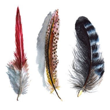 Suluboya kuş tüyü izole kanat üzerinden.