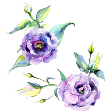 Kır çiçeği eustoma çiçek izole bir suluboya tarzında.