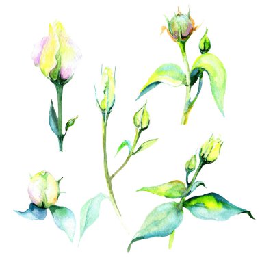 Kır çiçeği eustoma çiçek izole bir suluboya tarzında.