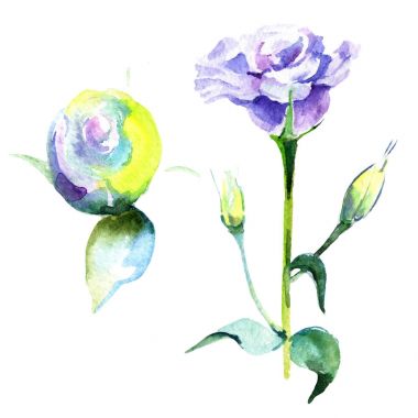 Kır çiçeği eustoma çiçek izole bir suluboya tarzında.