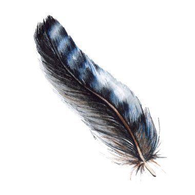 Suluboya kuş tüyü izole kanat üzerinden.