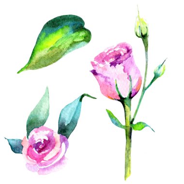 Kır çiçeği eustoma çiçek izole bir suluboya tarzında.