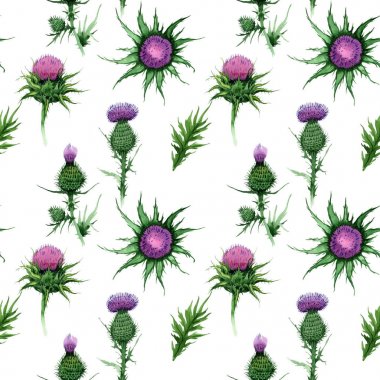 Kır çiçeği budyak çiçek deseni suluboya tarzında.