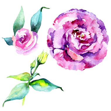 Kır çiçeği eustoma çiçek izole bir suluboya tarzında.