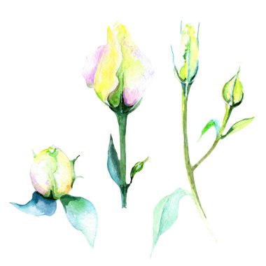 Kır çiçeği eustoma çiçek izole bir suluboya tarzında.